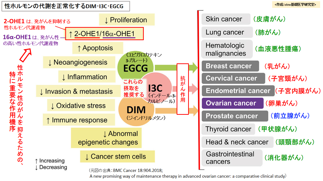 性ホルモンの代謝を正常化するDIM･I3C･EGCG