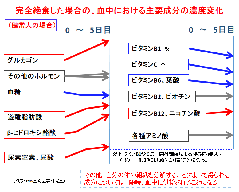 完全に絶食した場合の血中における主要成分の濃度変化