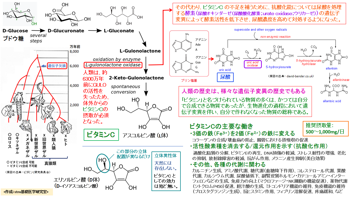 ビタミンCの補給を忘れてはならない