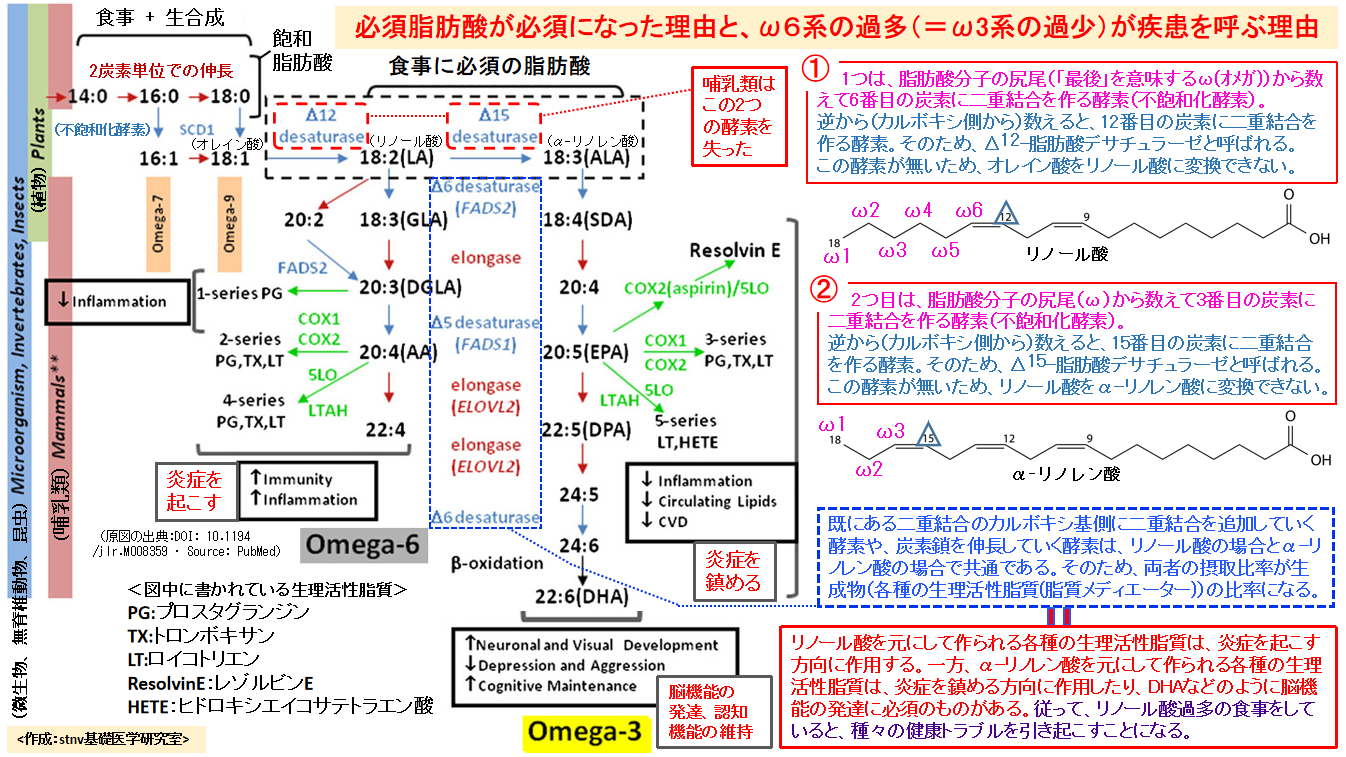 油物はリノール酸過多によって病気を作る