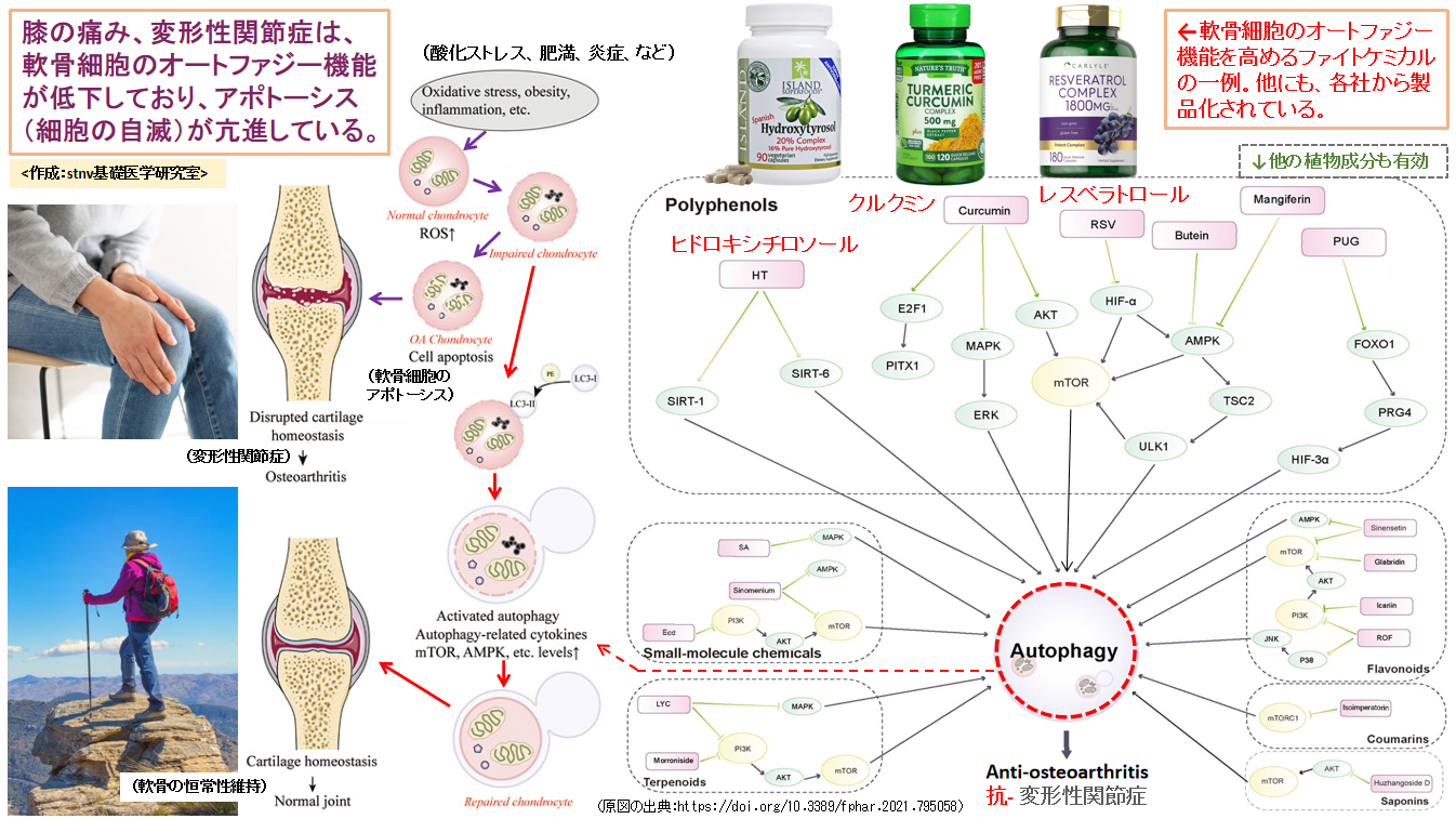 膝の痛みや変形性膝関節症に有効なファイトケミカル