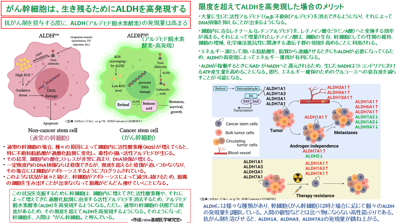がん幹細胞は生き残るためにALDHを高発現する | stnv基礎医学研究室