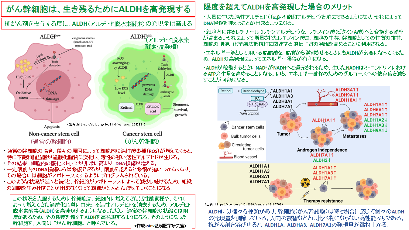 がん幹細胞は、生き残るためにALDHを高発現する。