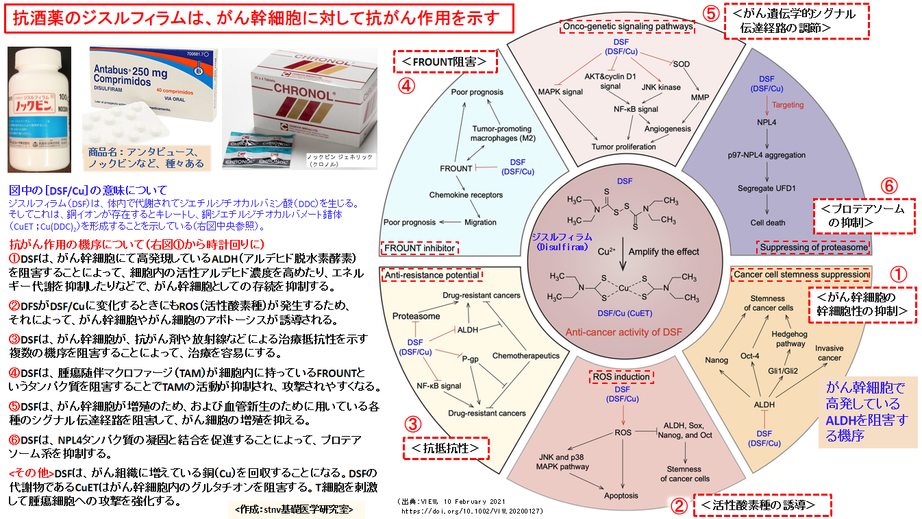 抗酒薬のジスルフィラムは、がん幹細胞に対して抗がん作用を示す。