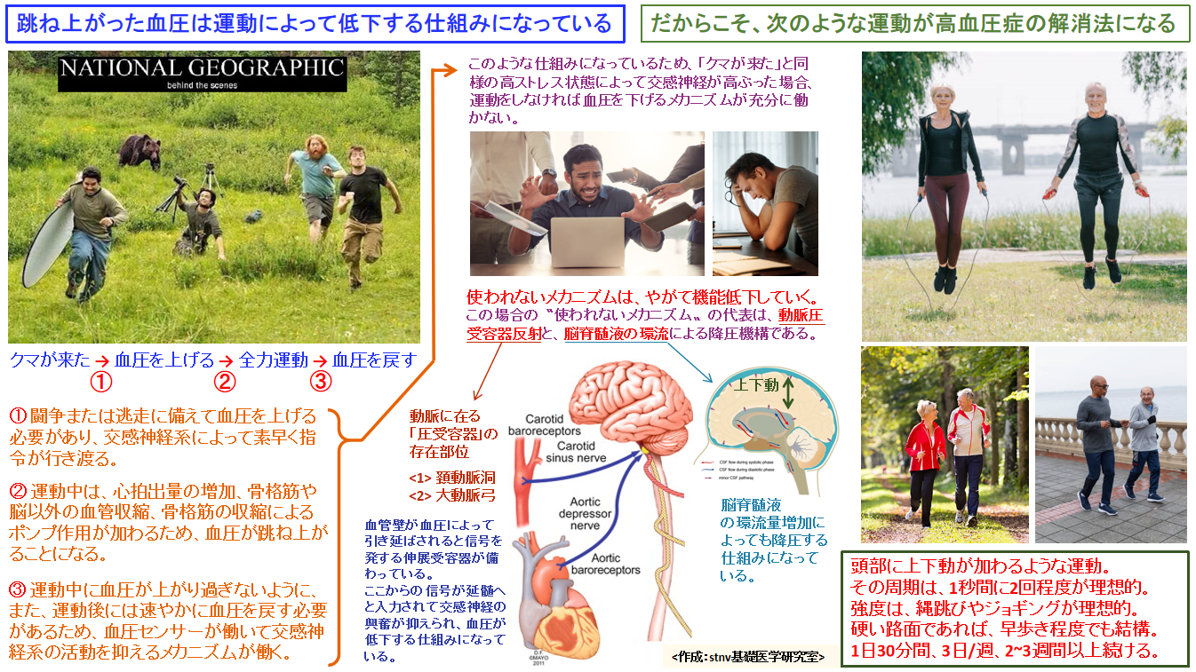 跳ね上がった血圧は運動によって低下する仕組みになっている。