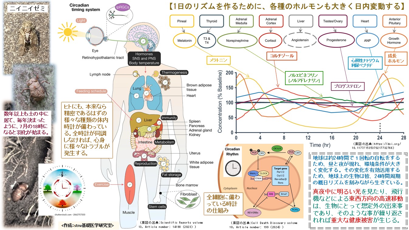 1日のリズムを作るために、各種のホルモンも大きく日内変動する