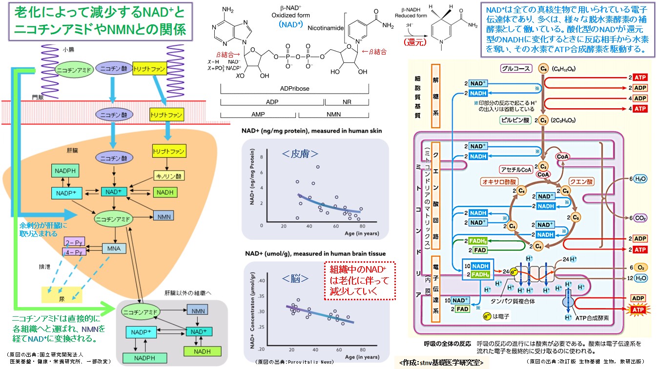 老化によって減少するNAD+とニコチンアミドやNMNとの関係