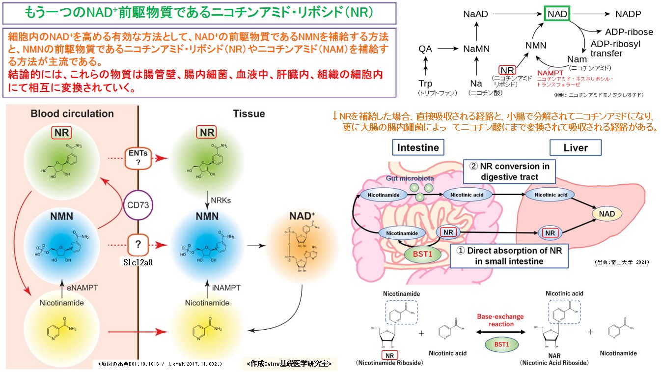 もう一つのNAD+前駆物質であるニコチンアミド・リボシド（NR）