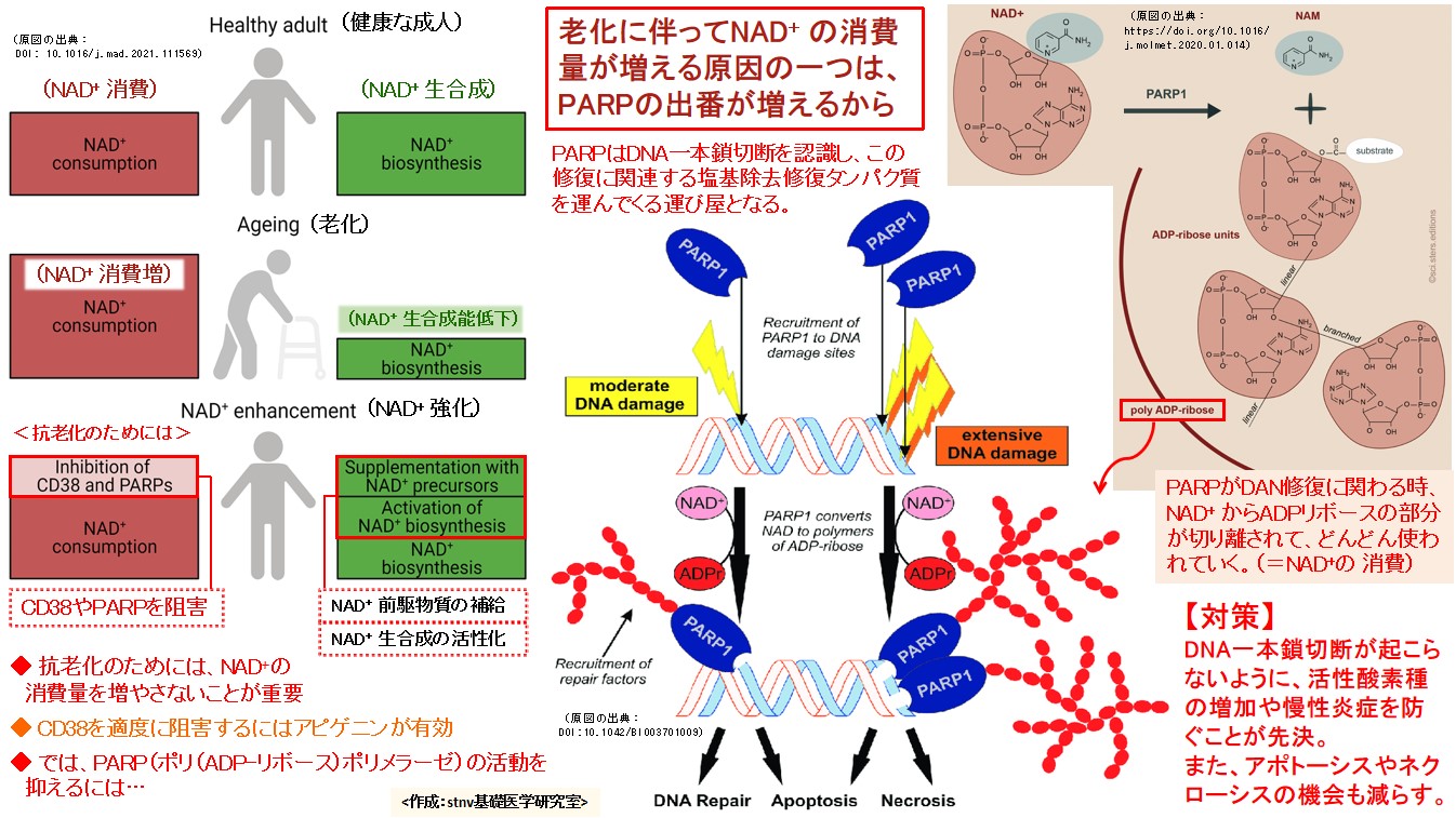 老化に伴ってNAD+ の消費量が増える原因の一つは、PARPの出番が増えるから