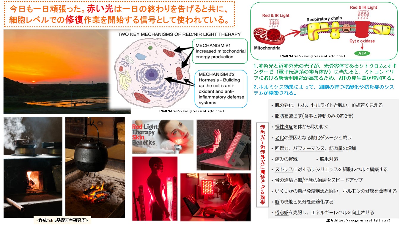 赤い光は一日の終わりを告げると共に、細胞レベルでの修復作業を開始する信号として使われている。