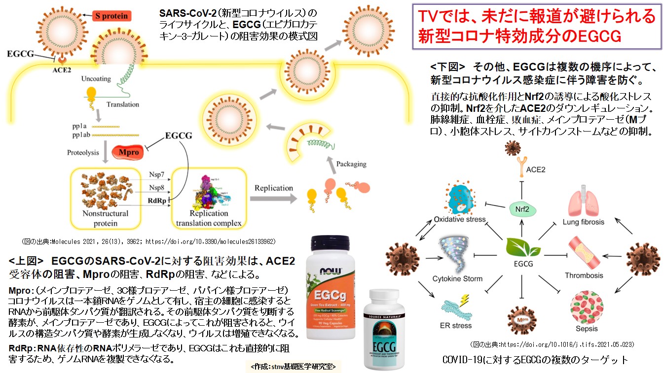 TVでは未だに報道が避けられる新型コロナ特効成分のEGCG