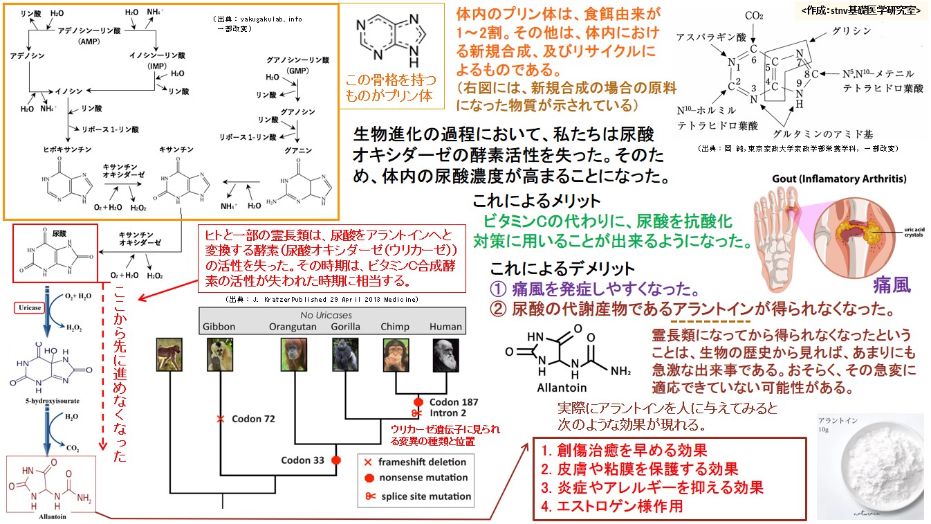 生物進化の過程において私たちは尿酸オキシダーゼの酵素活性を失った。