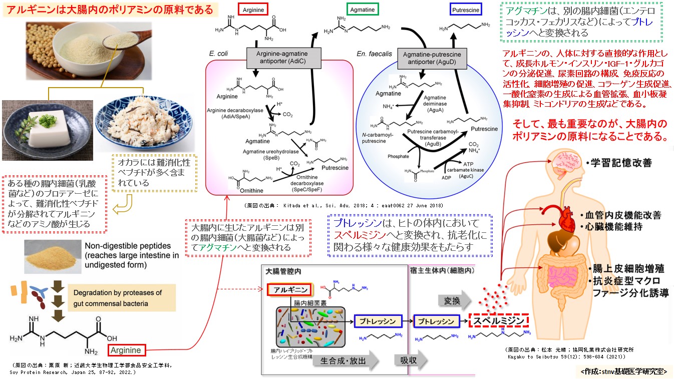 アルギニンは大腸内のポリアミンの原料である