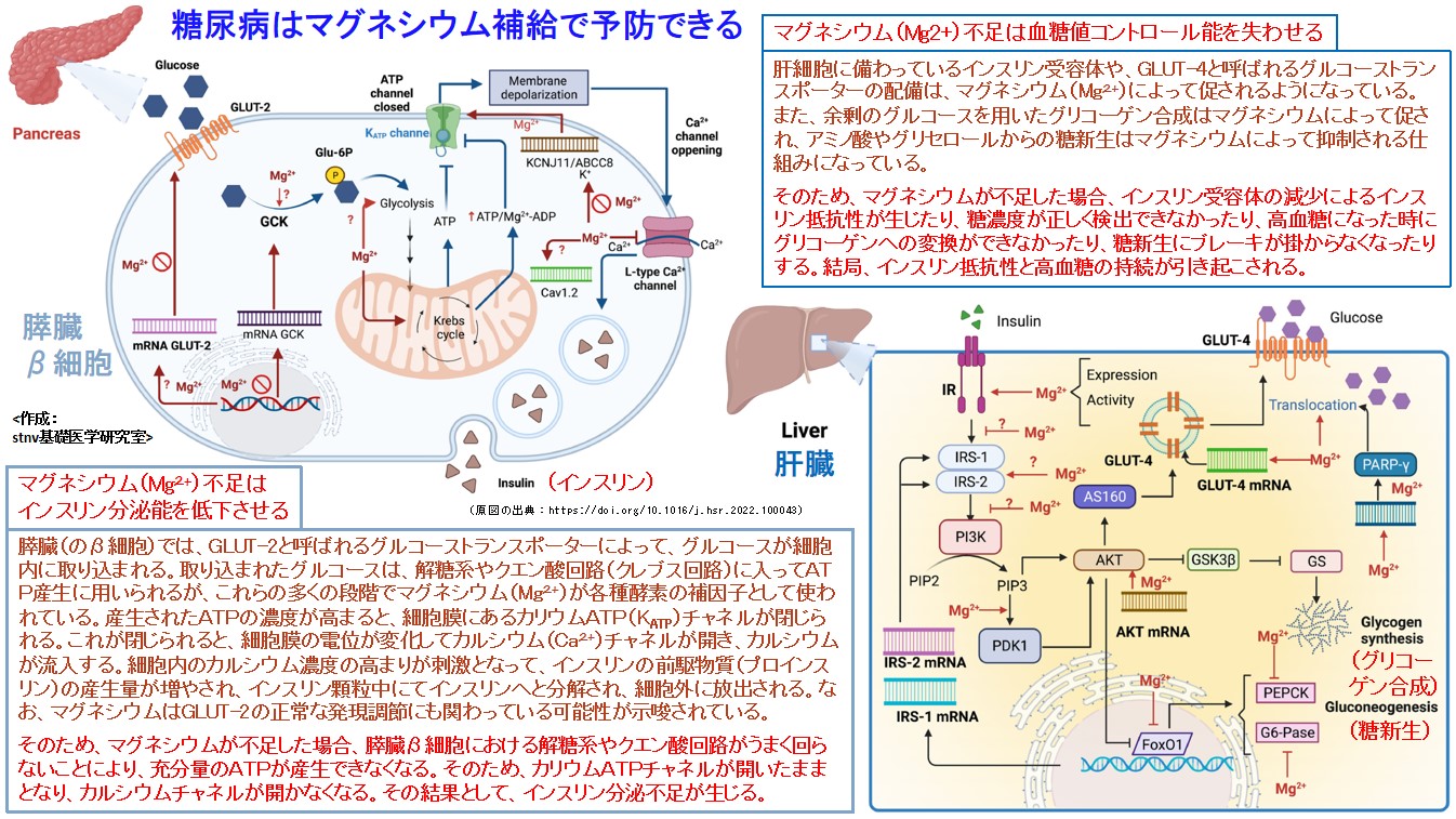 糖尿病はマグネシウム補給で予防できる