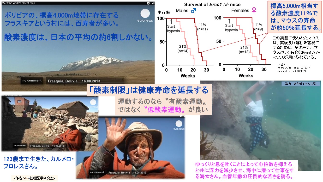 酸素制限は健康寿命を延長する
