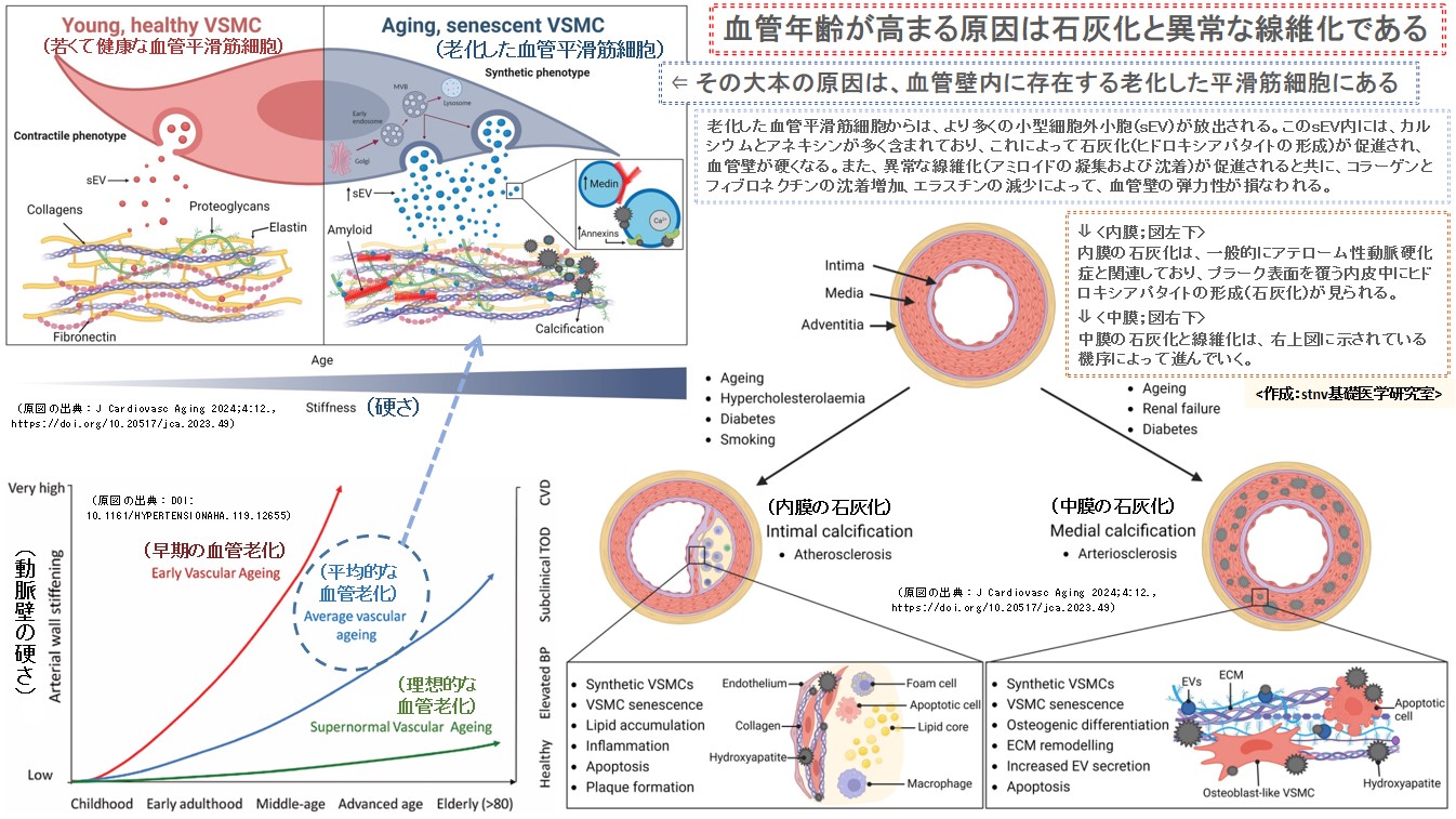 血管年齢が高まる原因は石灰化と異常な線維化である