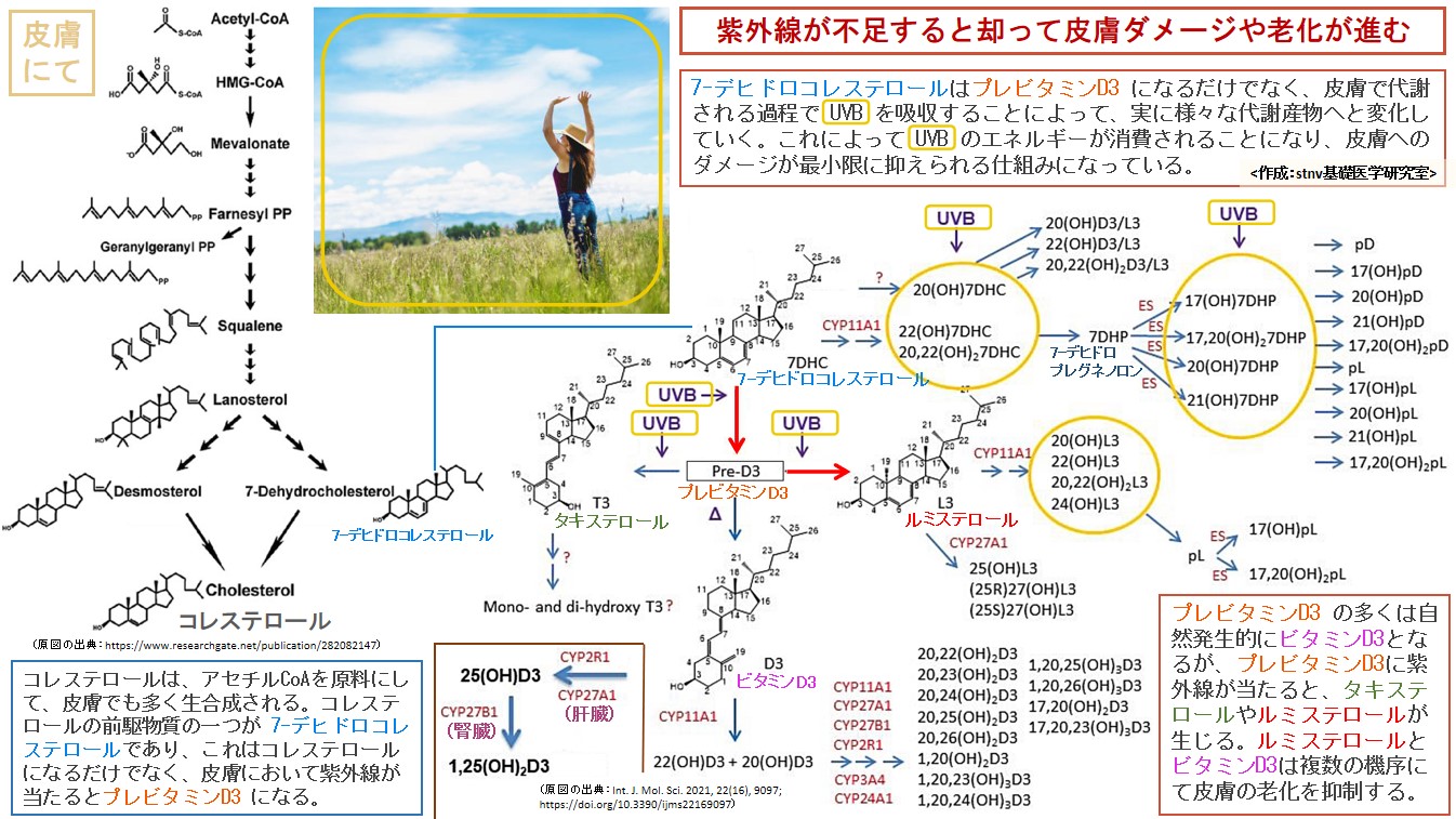 紫外線が不足すると却って皮膚ダメージや老化が進む