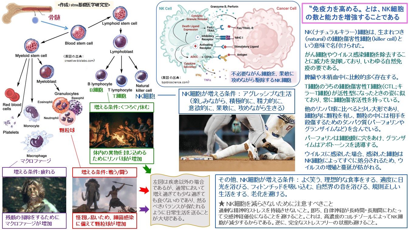 〝免疫力を高める〟とは、NK細胞の数と能力を増強することである