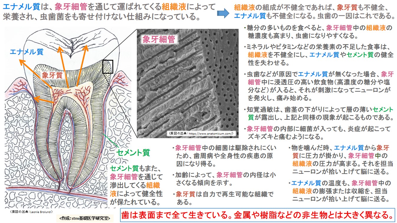 エナメル質は、象牙細管を通じて運ばれてくる組織液によって栄養され、虫歯菌をも寄せ付けない仕組みになっている。