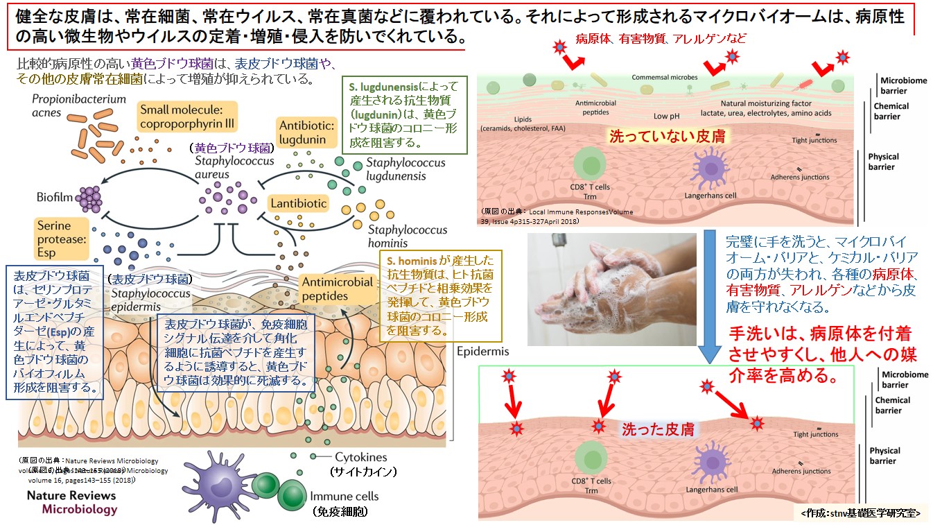 手洗いは、病原体を付着させやすくし、他人への媒介率を高める。