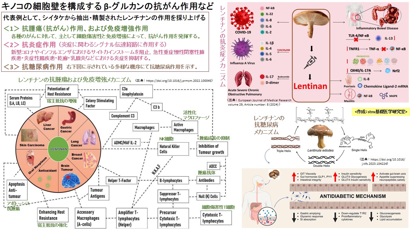 キノコの細胞壁を構成する β-グルカンの抗がん作用など