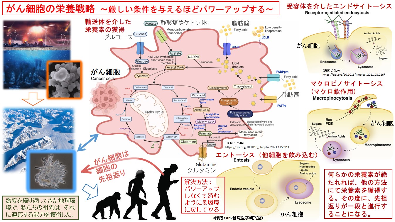 がん細胞の栄養戦略 ～厳しい条件を与えるほどパワーアップする～