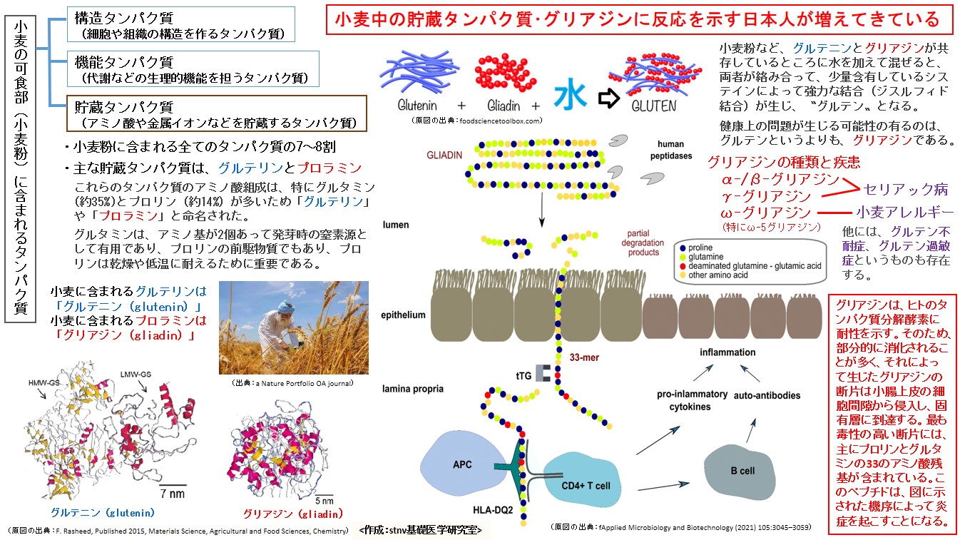 小麦中の貯蔵タンパク質･グリアジンに反応を示す日本人が増えてきている