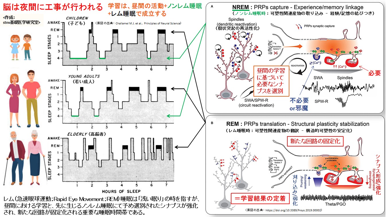 脳は夜間に工事が行われる