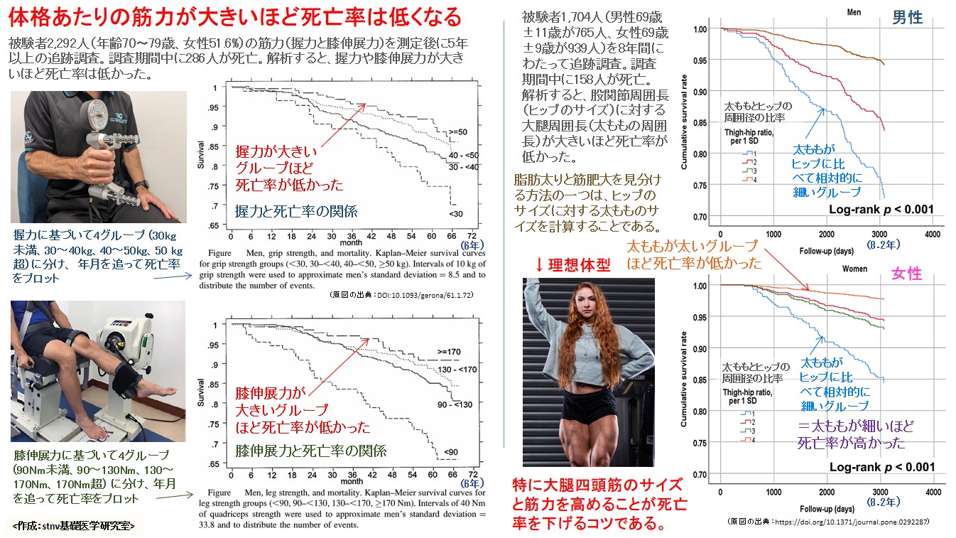 体格あたりの筋力が大きいほど死亡率は低くなる