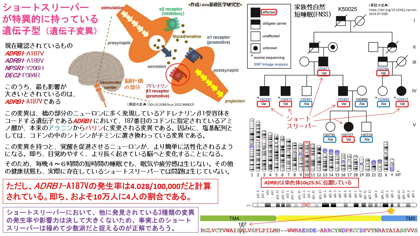 ショートスリーパー が特異的に持っている 遺伝子型