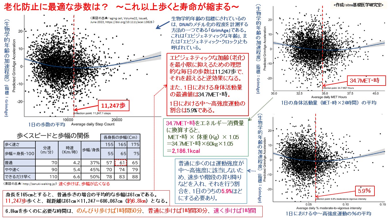 老化防止に最適な歩数は？