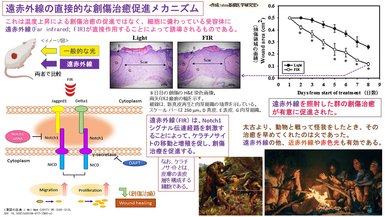 遠赤外線の直接的な創傷治癒促進メカニズム