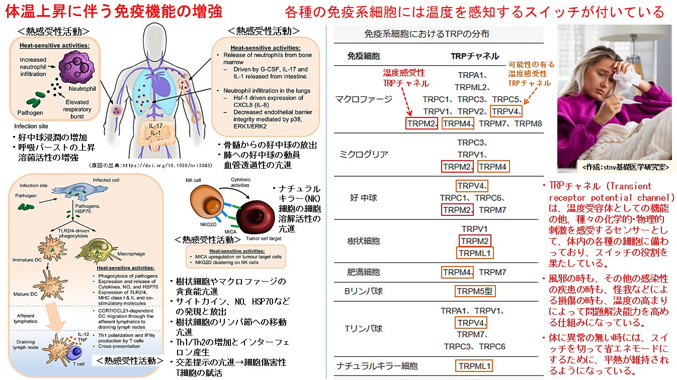 体温上昇に伴う免疫機能の増強