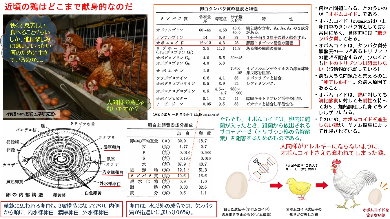 近頃の鶏はどこまで献身的なのだ