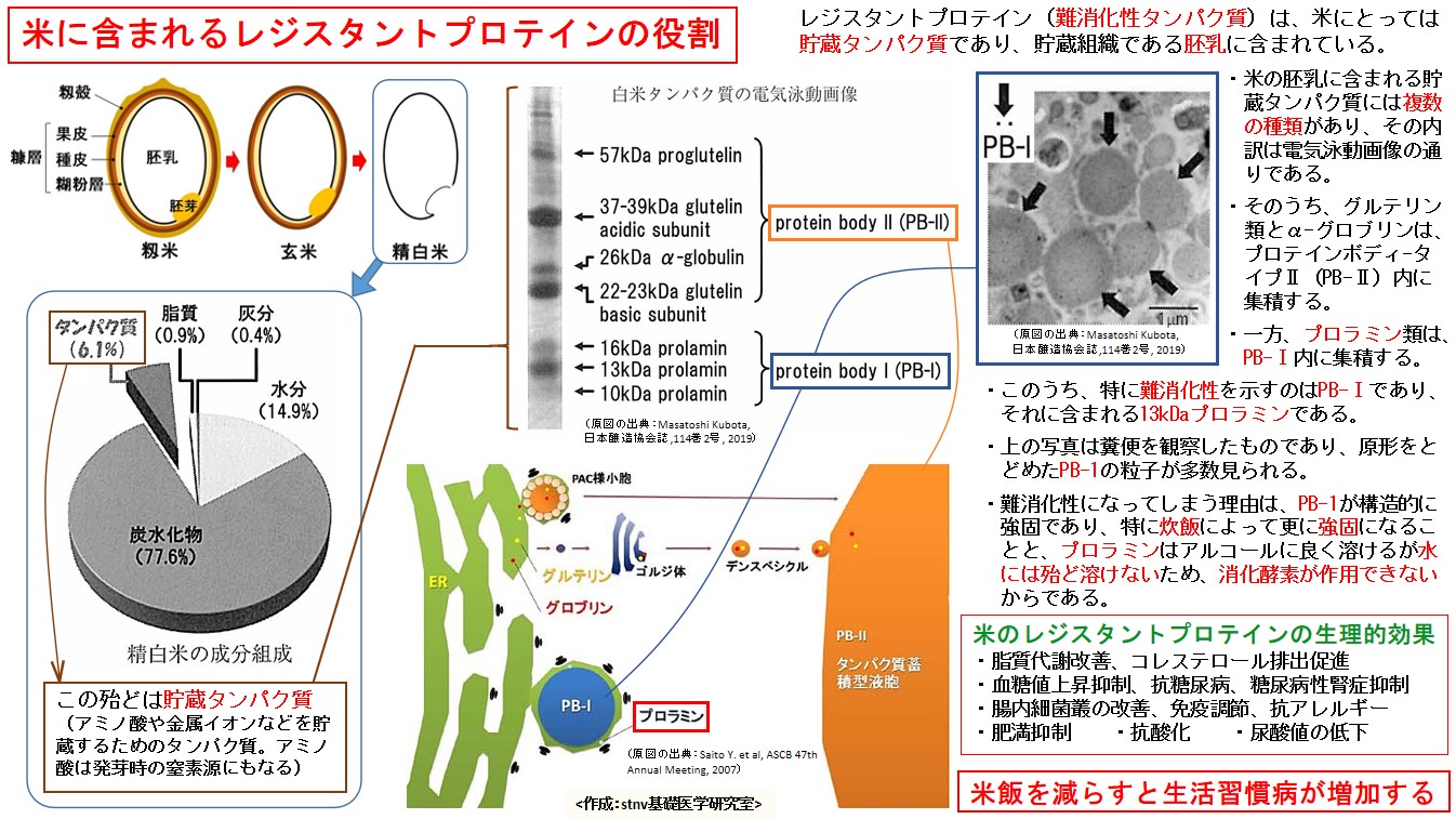 米に含まれるレジスタントプロテインの役割