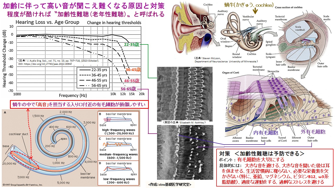 加齢に伴って高い音が聞こえ難くなる原因と対策