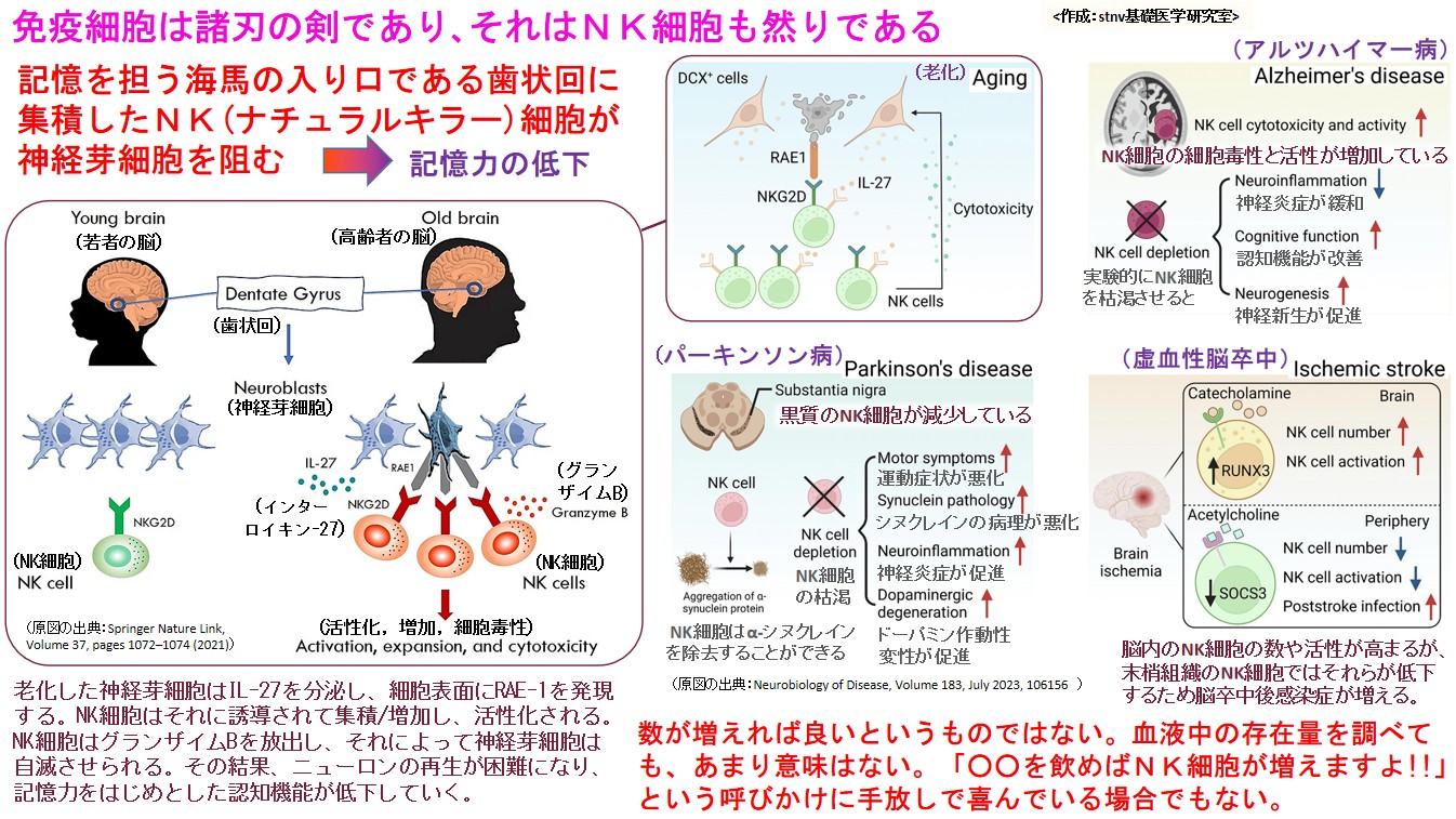 免疫細胞は諸刃の剣であり､それはＮＫ細胞も然りである