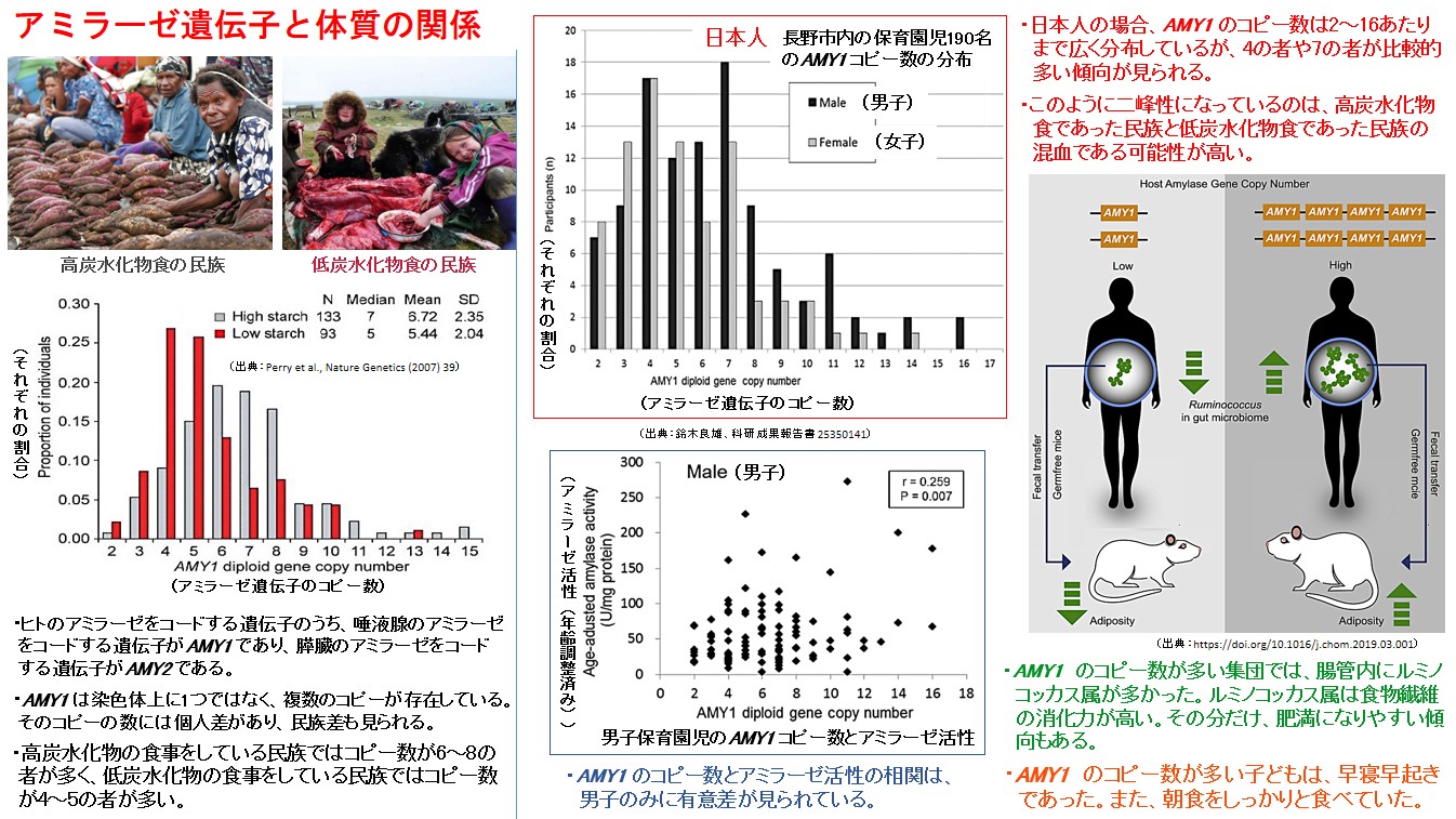 アミラーゼ遺伝子と体質の関係