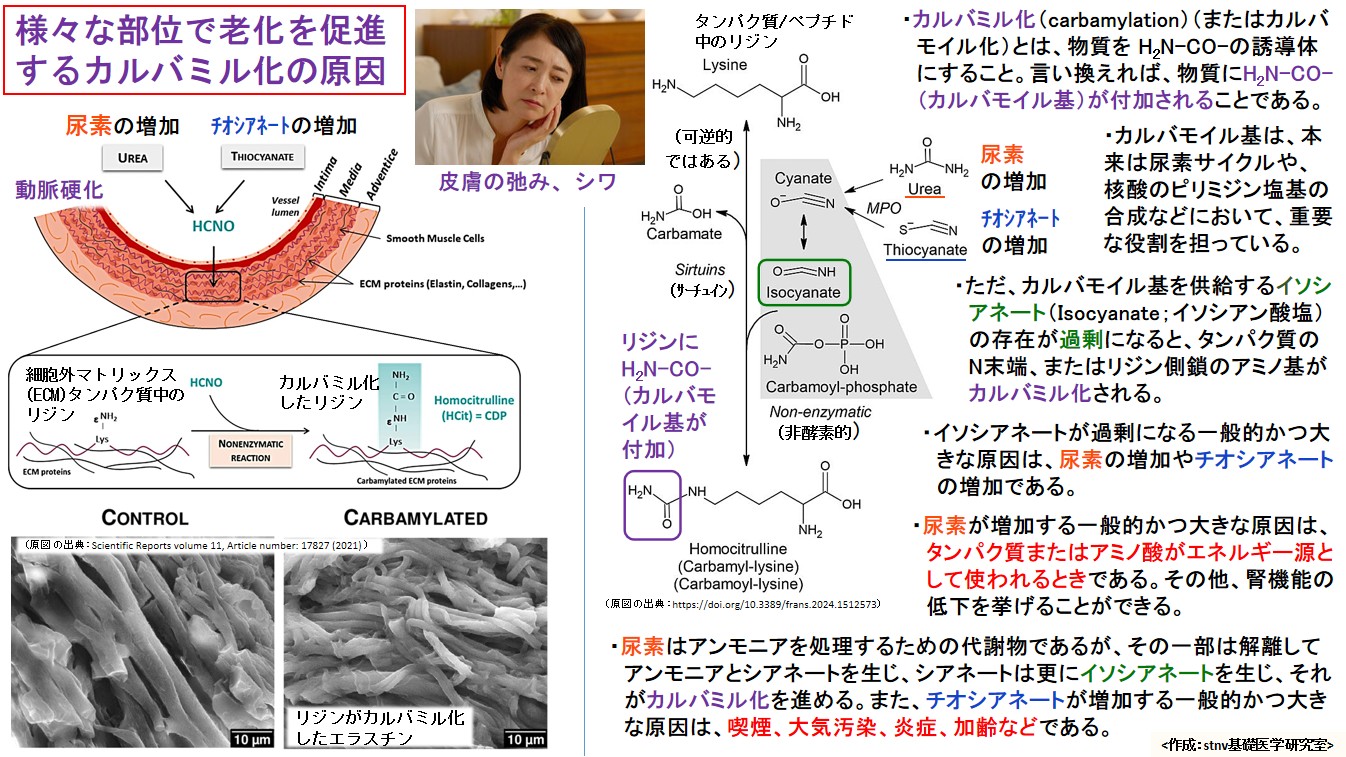 様々な部位で老化を促進するカルバミル化の原因