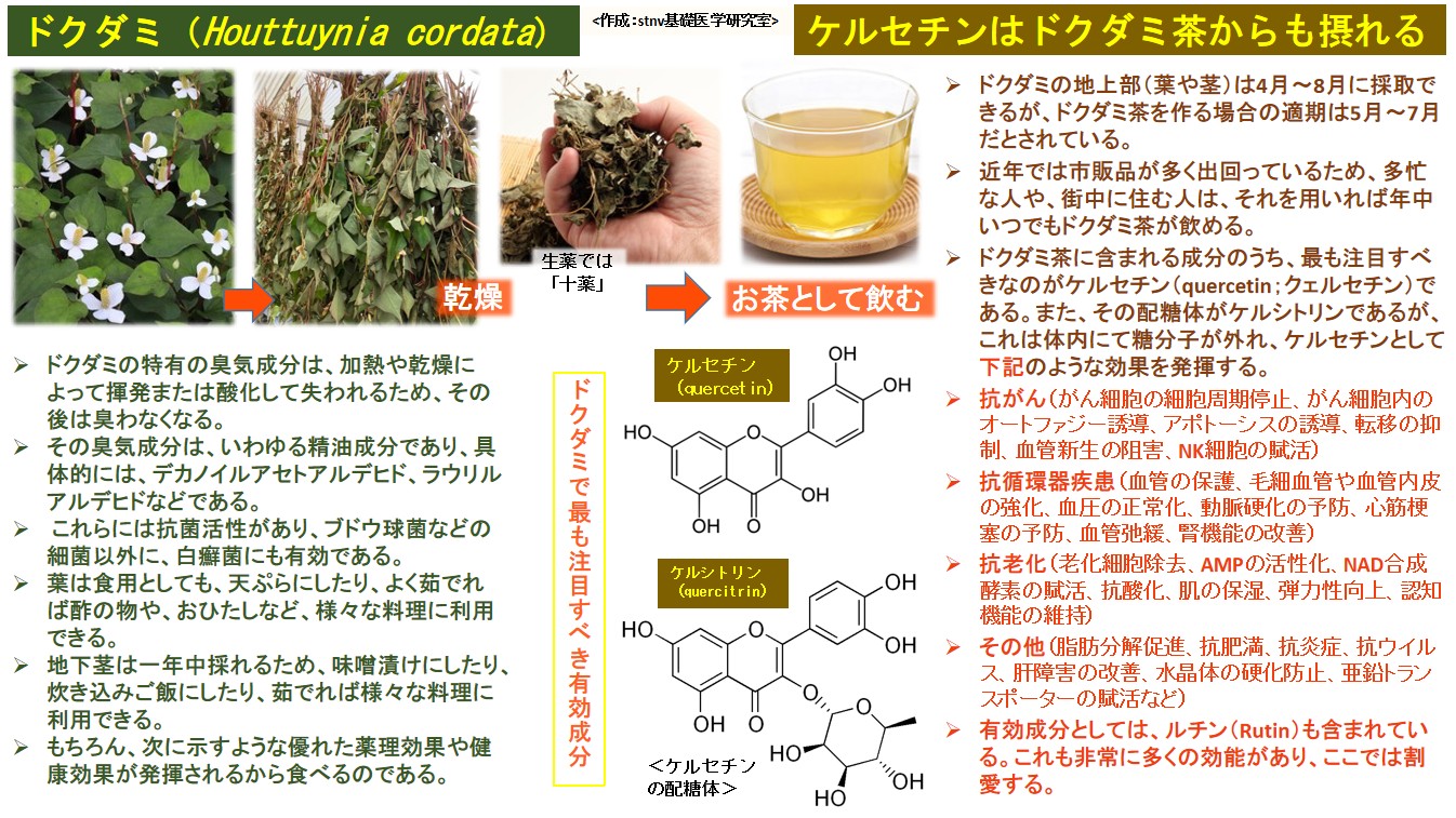 ケルセチンはドクダミ茶からも摂れる