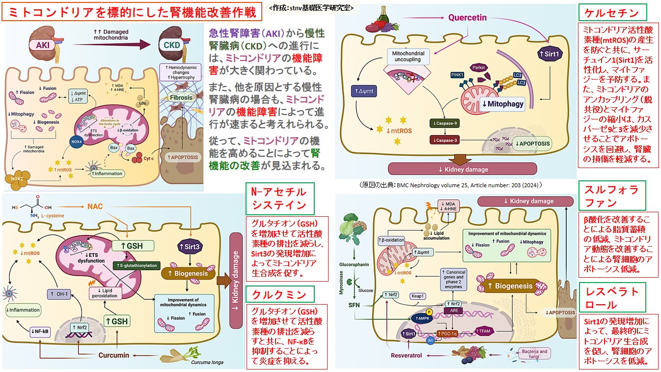 ミトコンドリアを標的にした腎機能改善作戦