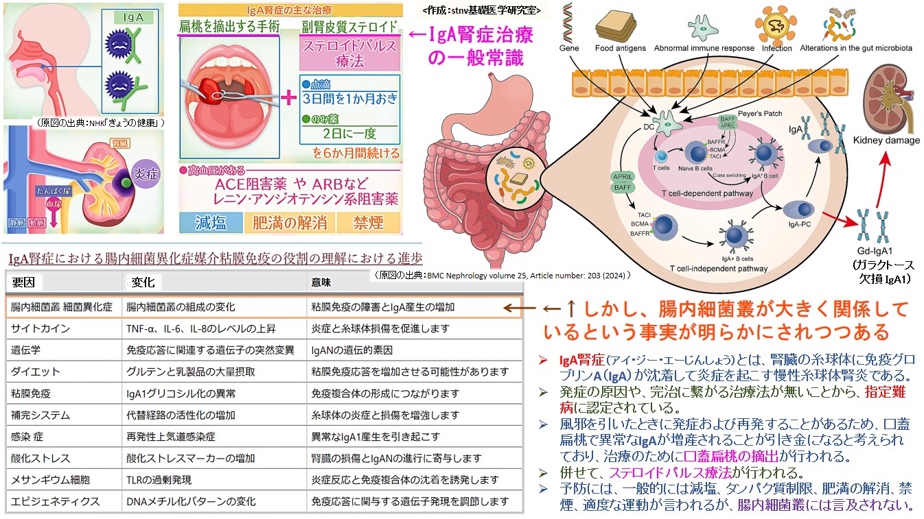 IgA腎症も調査委細菌叢が大きく関与している。