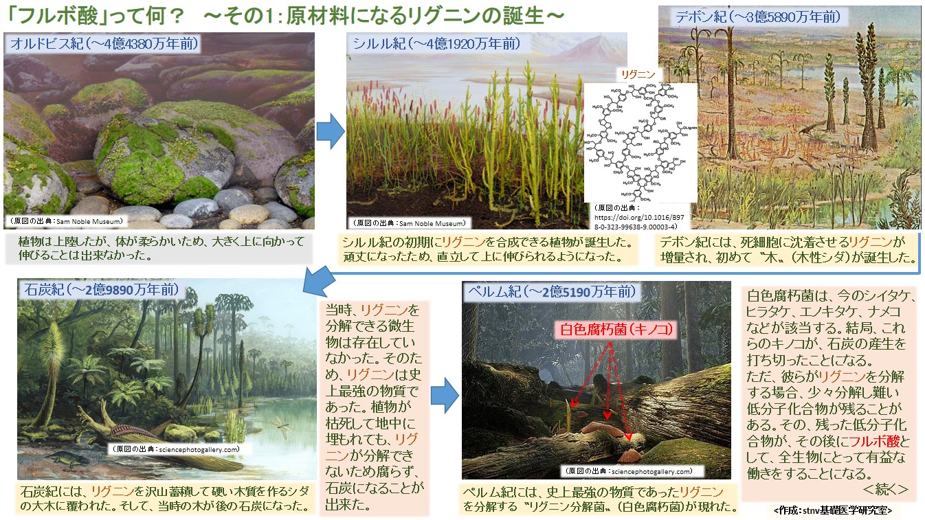フルボ酸」って何？　～その1：原材料になるリグニンの誕生～