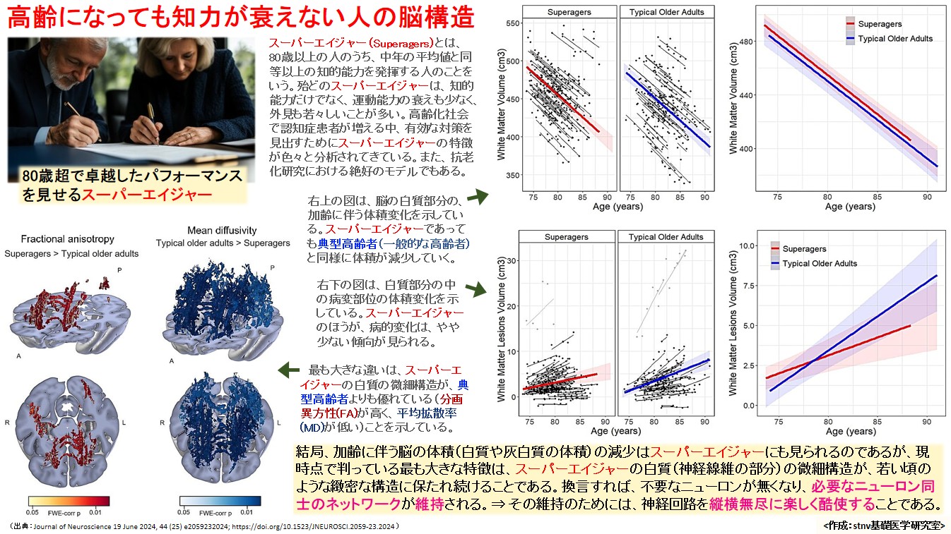 高齢になっても知力が衰えない人の脳構造