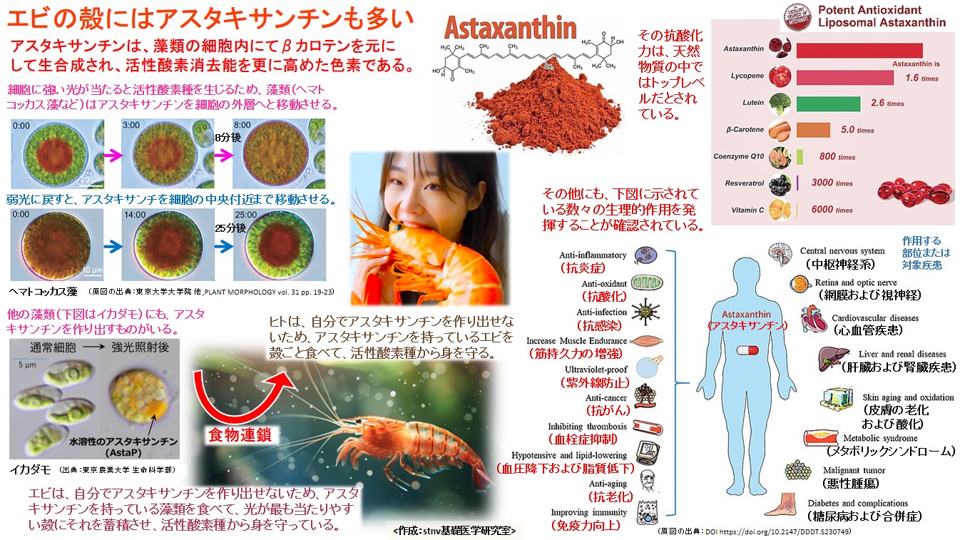 エビの殻にはアスタキサンチンも多い