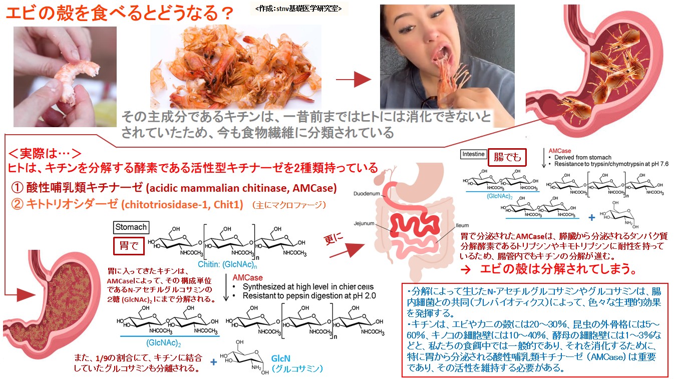 エビの殻を食べるとどうなる？