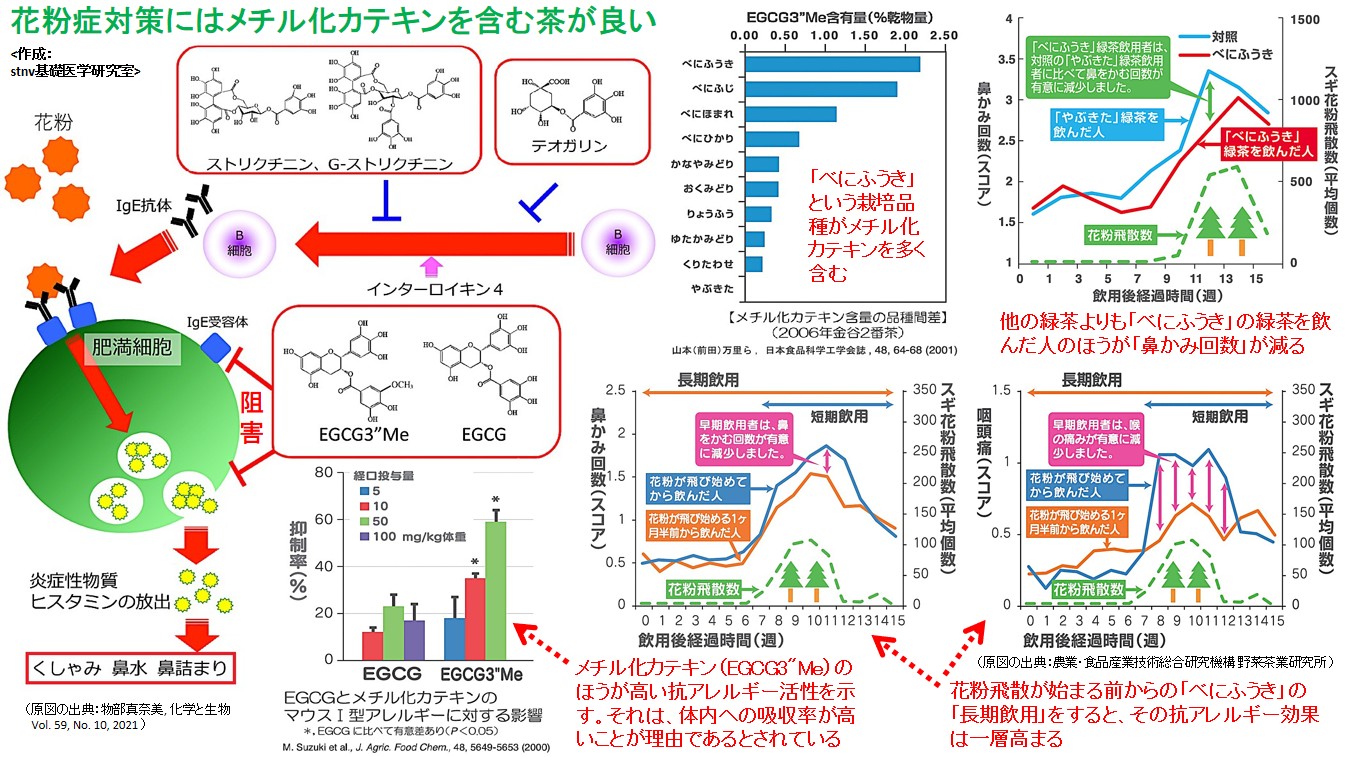 花粉症対策にはメチル化カテキンを含む茶が良い