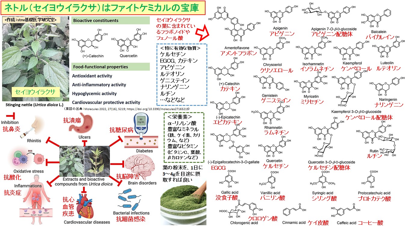 ネトル（セイヨウイラクサ）はファイトケミカルの宝庫