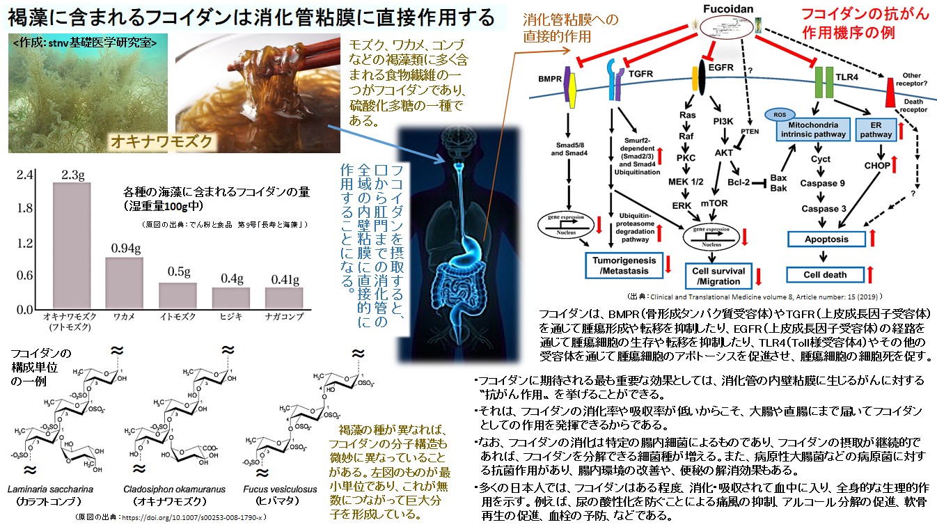 褐藻に含まれるフコイダンは消化管粘膜に直接作用する