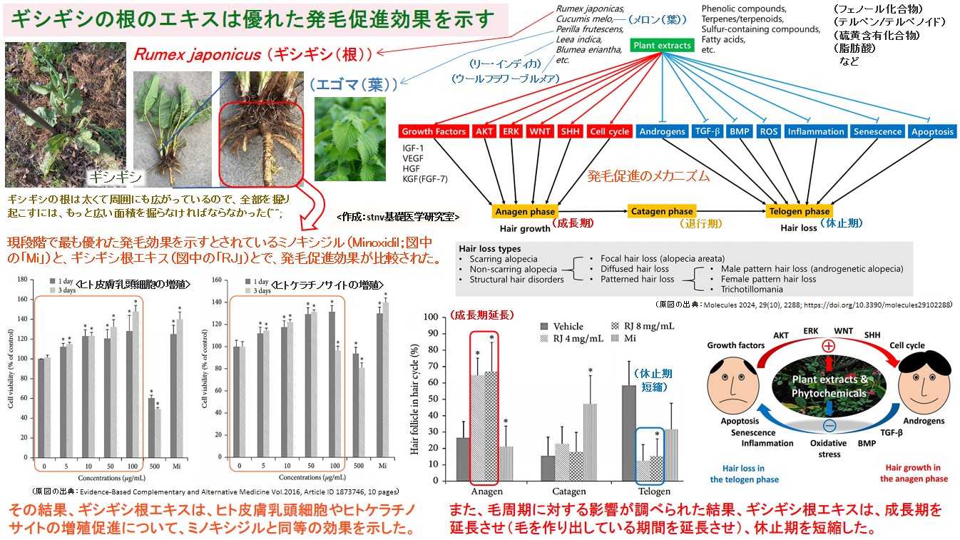 ギシギシの根のエキスは優れた発毛促進効果を示す
